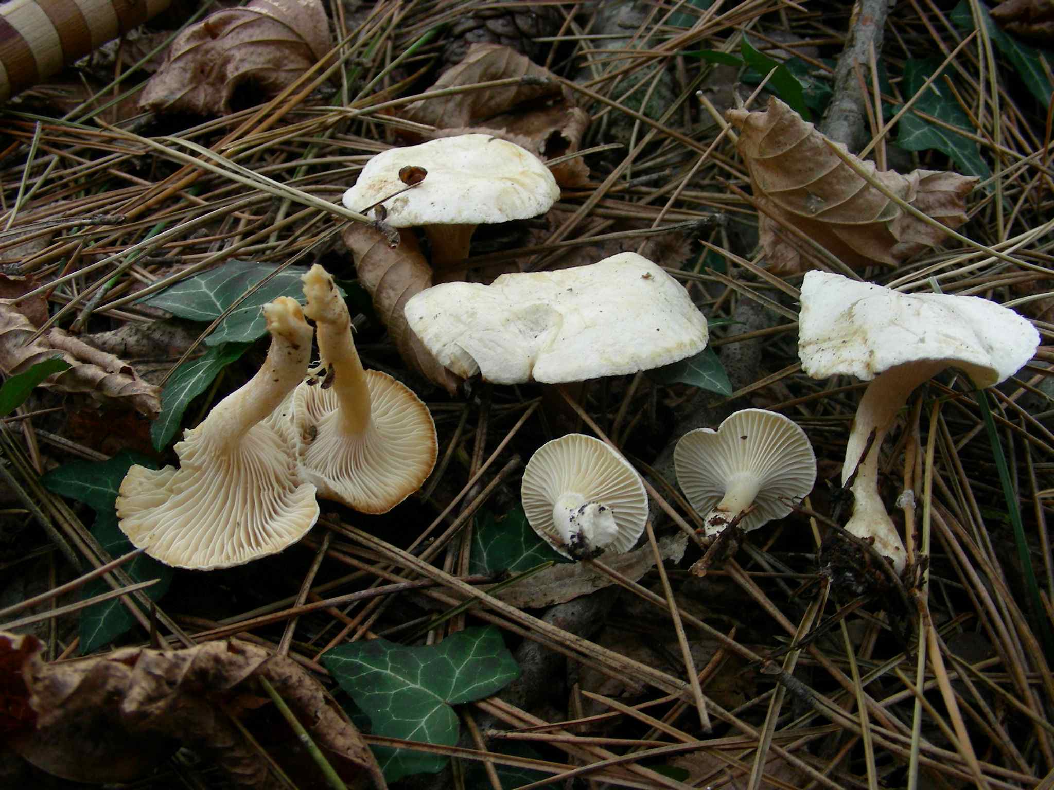 1848 Dicembre vecchio ritrovamento